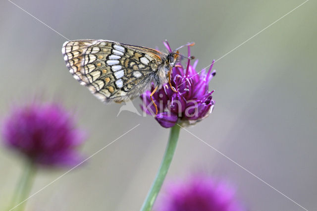 Alpenparelmoervlinder (Melitaea varia)