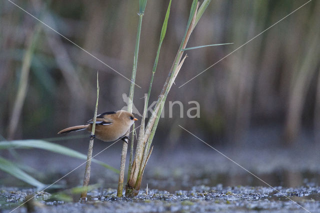 Bearded Reedling (Panurus biarmicus)