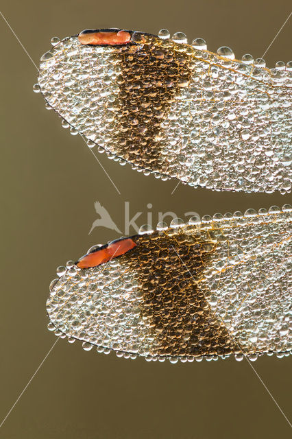 band-winged dragonfly (Sympetrum pedemontanum)