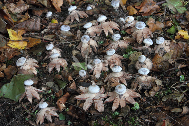Striate Earthstar (Geastrum striatum)