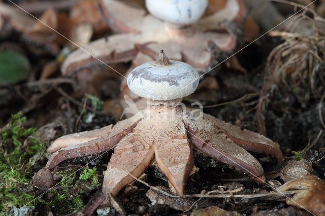 Striate Earthstar (Geastrum striatum)