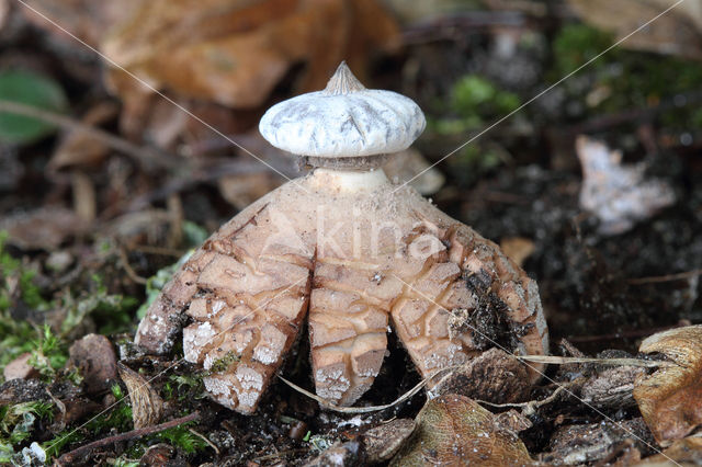 Striate Earthstar (Geastrum striatum)