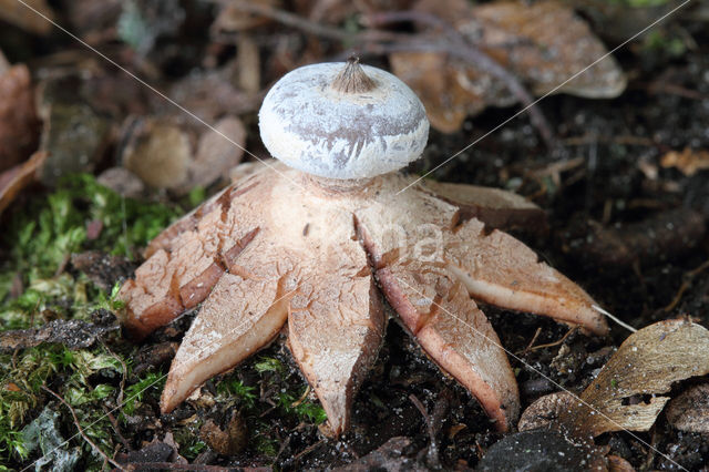 Striate Earthstar (Geastrum striatum)