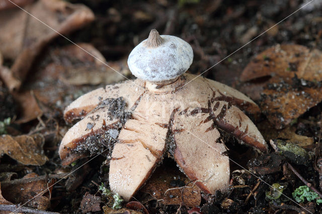 Baretaardster (Geastrum striatum)