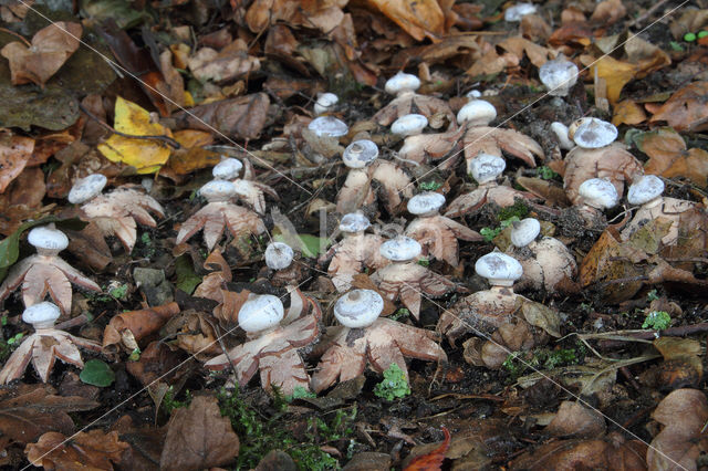 Striate Earthstar (Geastrum striatum)