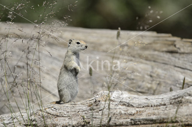 Belding's Ground Squirrel (Urocitellus beldingi)
