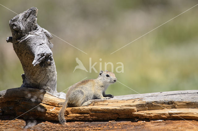 Belding's grondeekhoorn (Urocitellus beldingi)