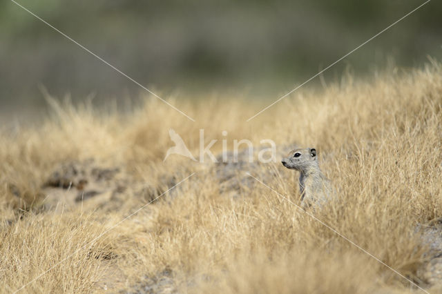 Belding's grondeekhoorn (Urocitellus beldingi)