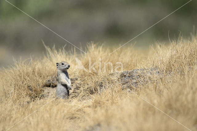 Belding's grondeekhoorn (Urocitellus beldingi)