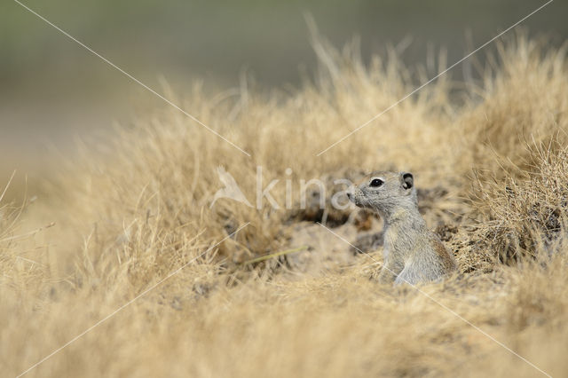 Belding's grondeekhoorn (Urocitellus beldingi)