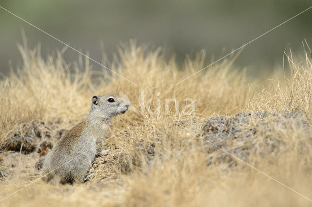 Belding's grondeekhoorn (Urocitellus beldingi)