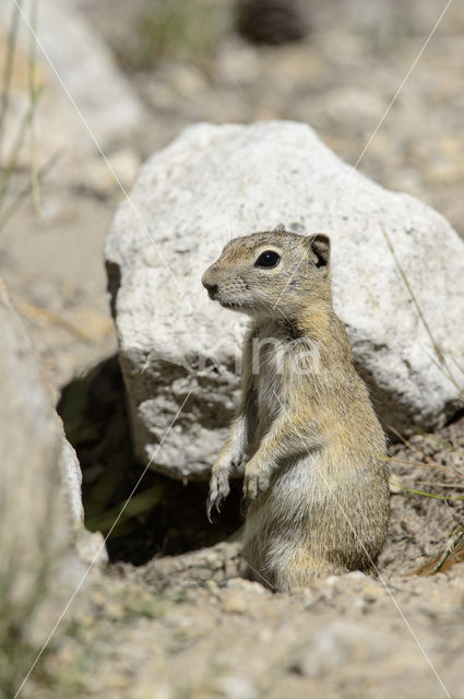 Belding's grondeekhoorn (Urocitellus beldingi)