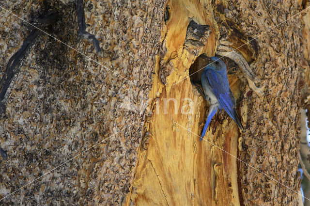 Bergblauwvogel (Sialia currucoides)