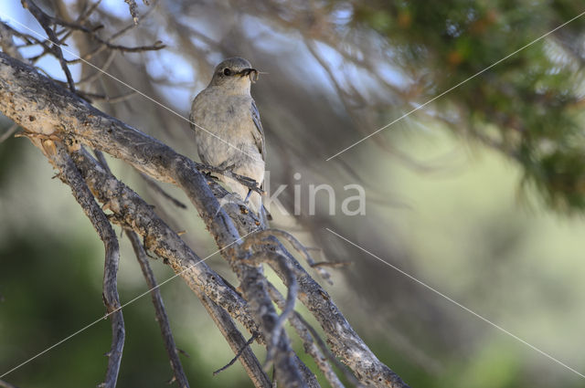 Bergblauwvogel (Sialia currucoides)