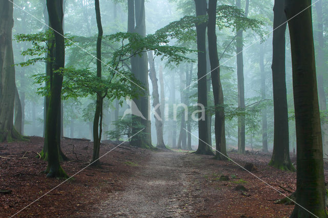 Beuk (Fagus spec.)