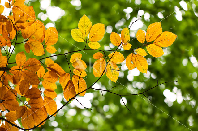 Beuk (Fagus spec.)