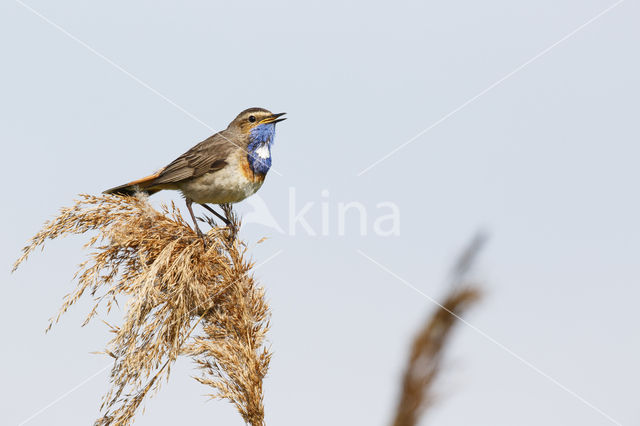 Blauwborst (Luscinia svecica)