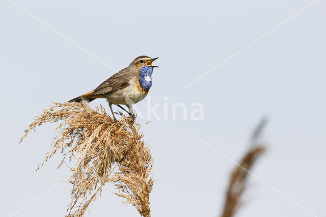 Blauwborst (Luscinia svecica)