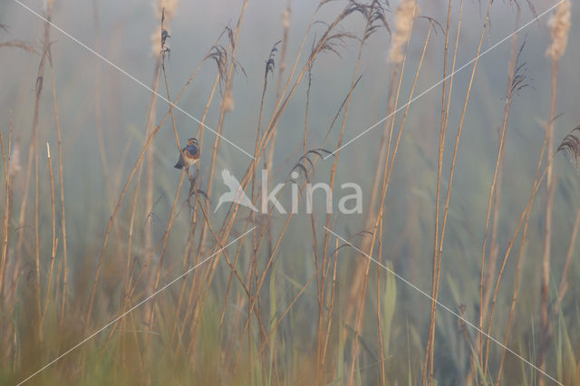 Bluethroat (Luscinia svecica)