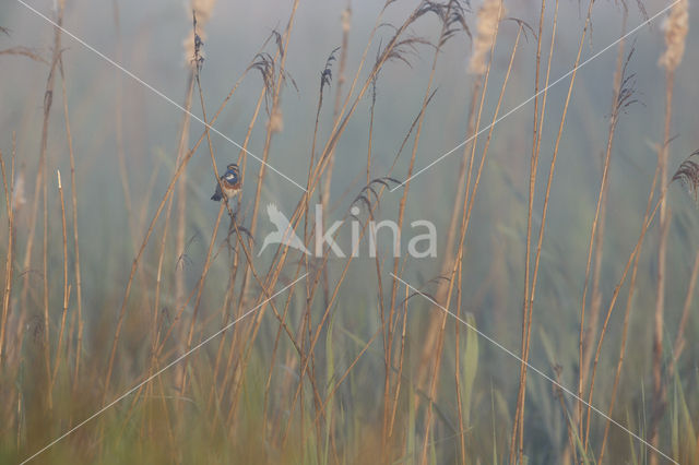 Blauwborst (Luscinia svecica)