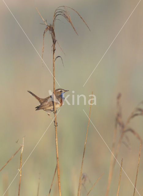 Blauwborst (Luscinia svecica)