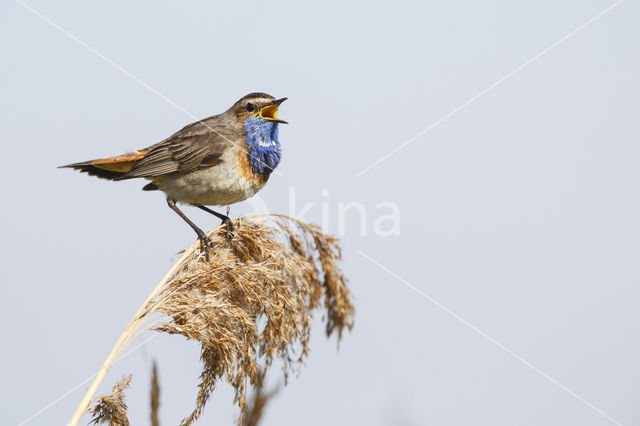 Blauwborst (Luscinia svecica)