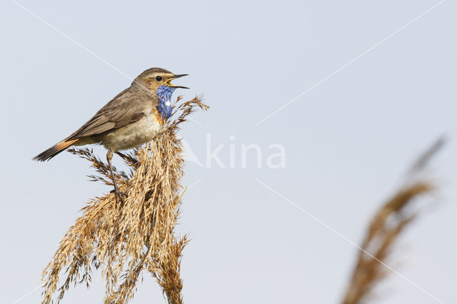 Blauwborst (Luscinia svecica)