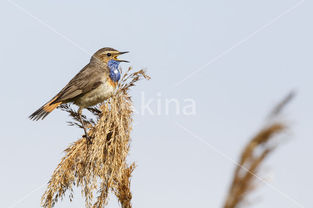 Blauwborst (Luscinia svecica)