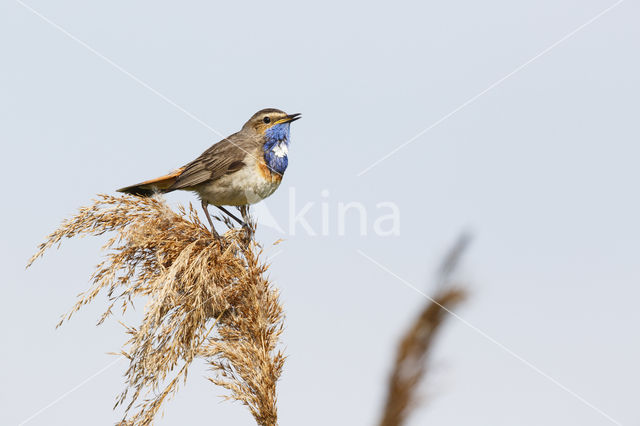 Blauwborst (Luscinia svecica)