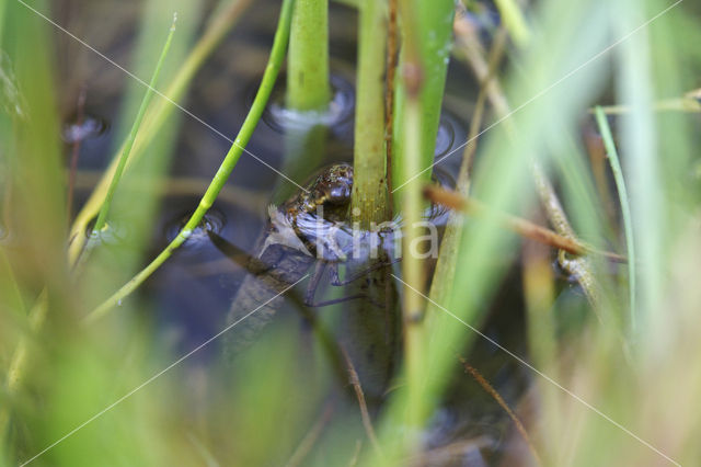 Blauwe glazenmaker (Aeshna cyanea)