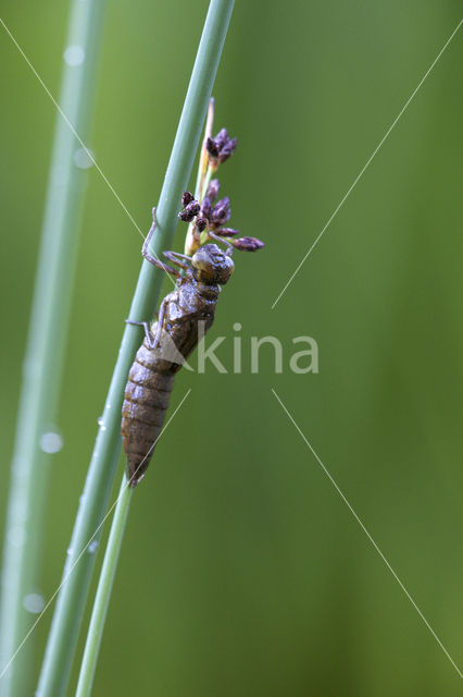 Blauwe glazenmaker (Aeshna cyanea)