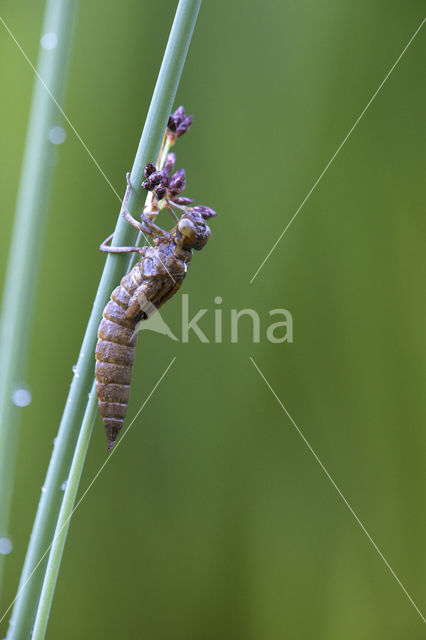 Blauwe glazenmaker (Aeshna cyanea)