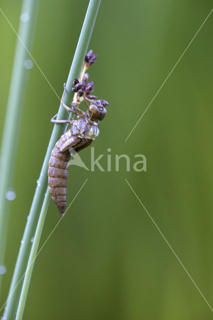 Blauwe glazenmaker (Aeshna cyanea)