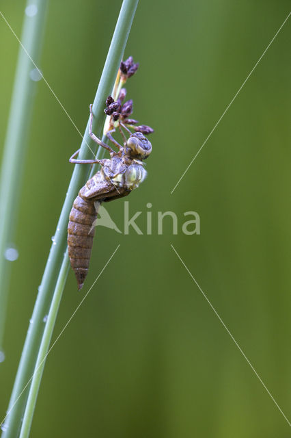 Blauwe glazenmaker (Aeshna cyanea)