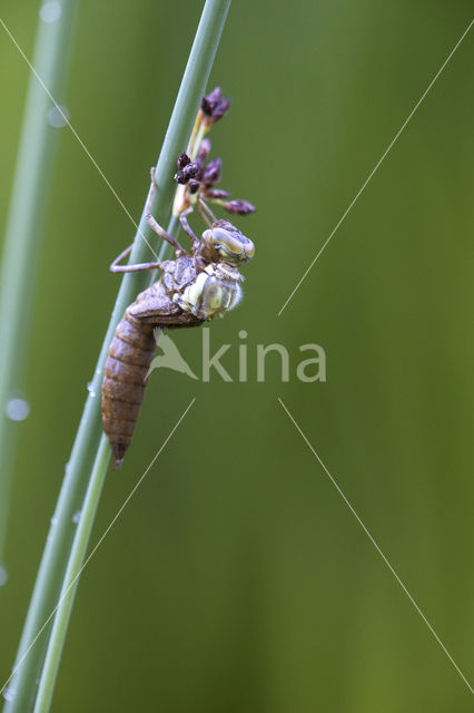 Southern Hawker (Aeshna cyanea)