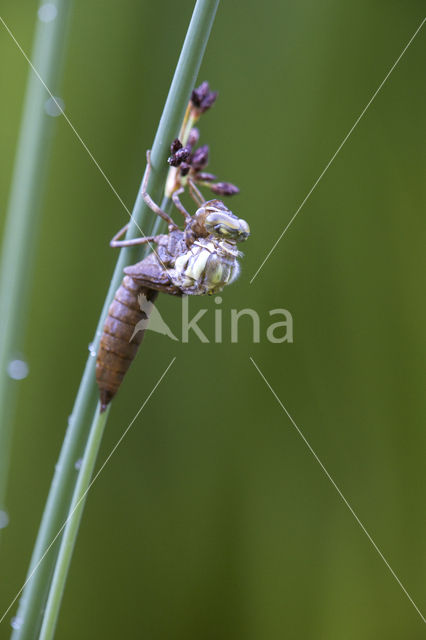 Blauwe glazenmaker (Aeshna cyanea)