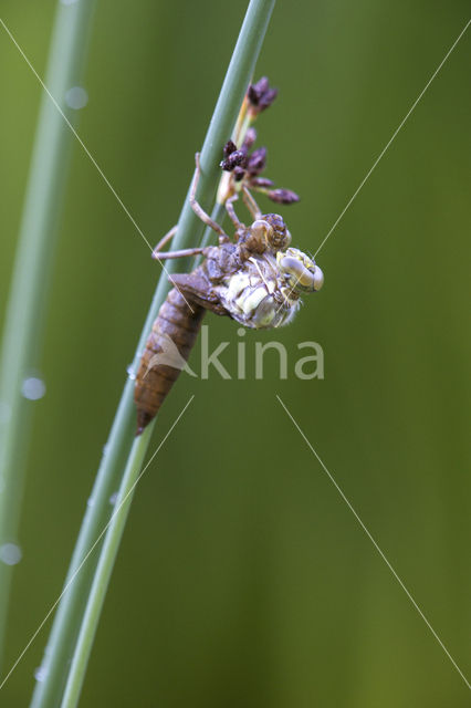 Blauwe glazenmaker (Aeshna cyanea)