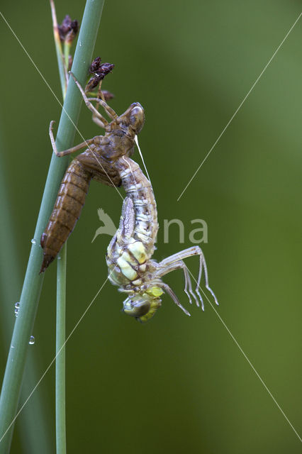 Blauwe glazenmaker (Aeshna cyanea)