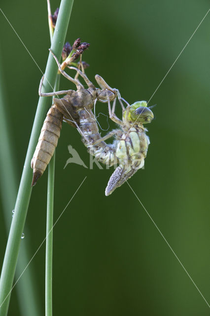 Blauwe glazenmaker (Aeshna cyanea)