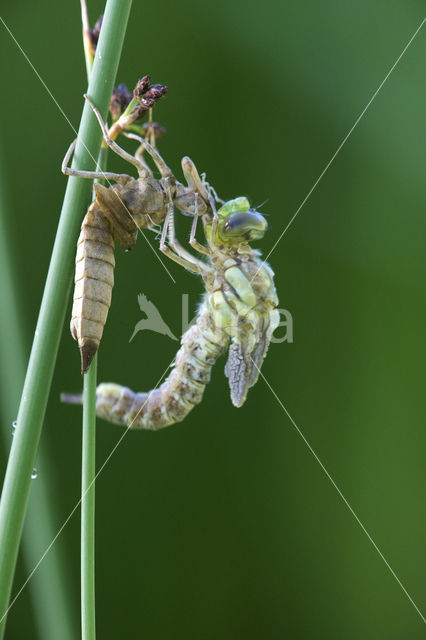 Southern Hawker (Aeshna cyanea)