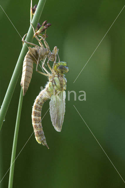 Blauwe glazenmaker (Aeshna cyanea)