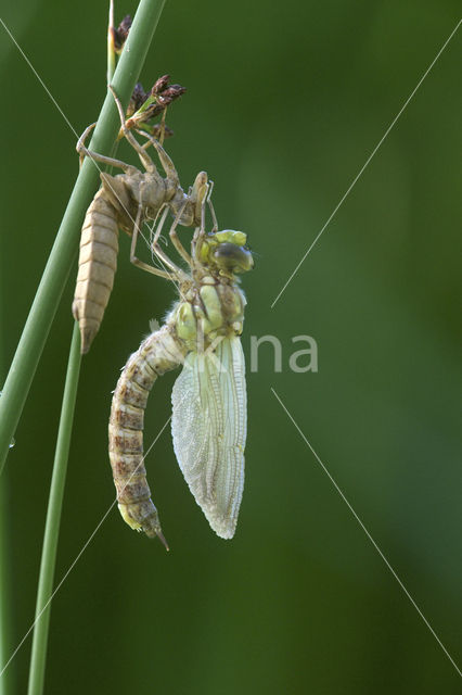 Blauwe glazenmaker (Aeshna cyanea)