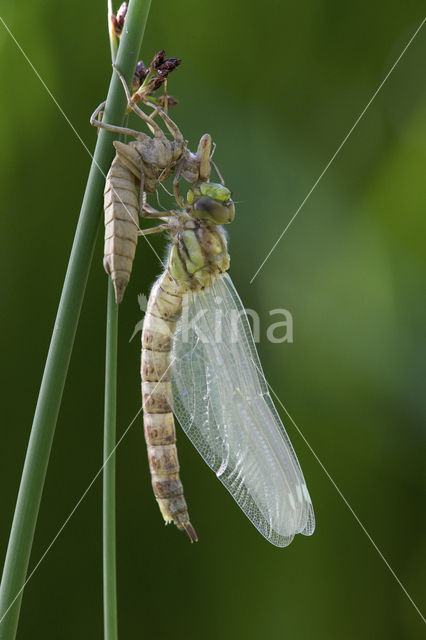 Blauwe glazenmaker (Aeshna cyanea)