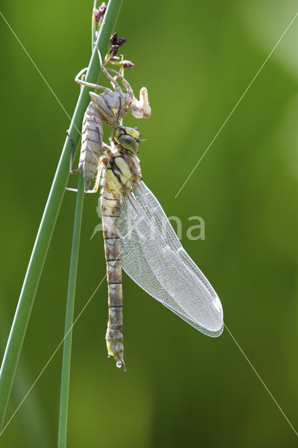 Blauwe glazenmaker (Aeshna cyanea)