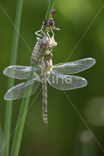 Blauwe glazenmaker (Aeshna cyanea)