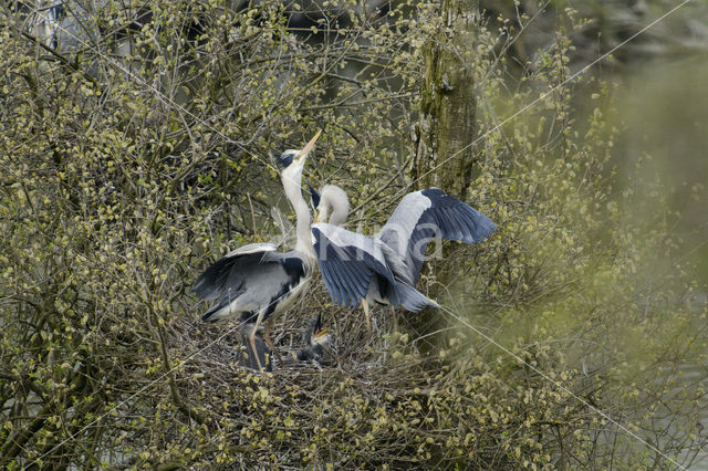 Blauwe Reiger (Ardea cinerea)