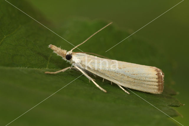 Blauwooggrasmot (Agriphila straminella)