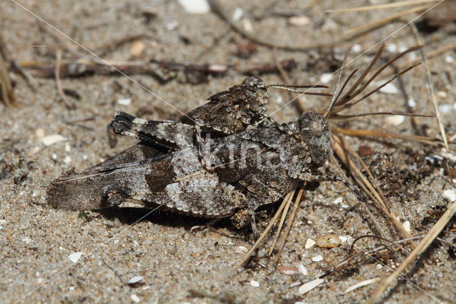 Blauwvleugelsprinkhaan (Oedipoda caerulescens)