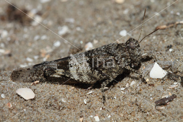 Blauwvleugelsprinkhaan (Oedipoda caerulescens)