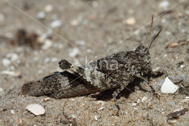 Blauwvleugelsprinkhaan (Oedipoda caerulescens)